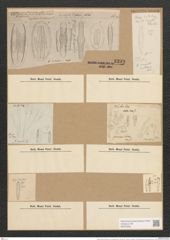 Gomphonema montanum var. commutatum Grun. (de-Toni-Nr.: Genus 37, Species 1734) Zeichnungen Sammlung Grunow Nr. 3399 (NHMW-BOT-W0370922)
